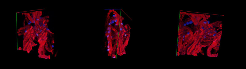 BCF-950 Confocal Microscopy image