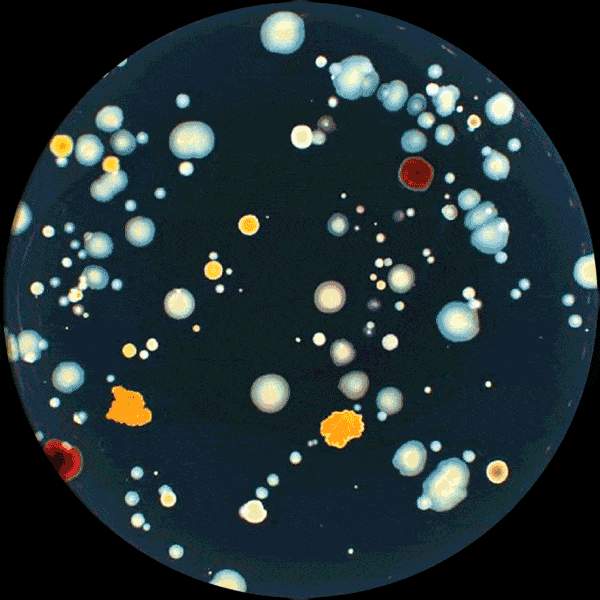 bioimager colony counter