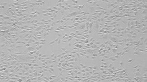 IncuScope BX-300A Incubator Microscope