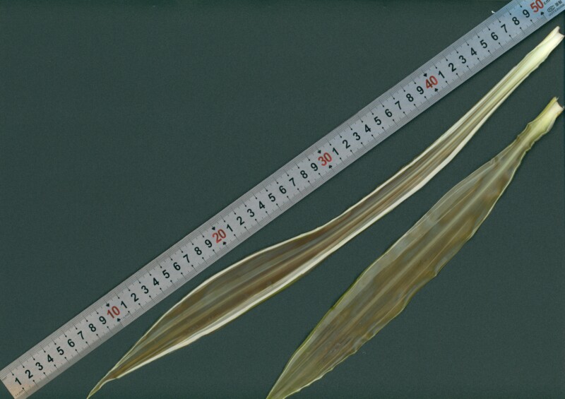 BioScan 800A3 Herbarium Scanner,12" x 17" / A3 scan Area with 800dpi Resolution