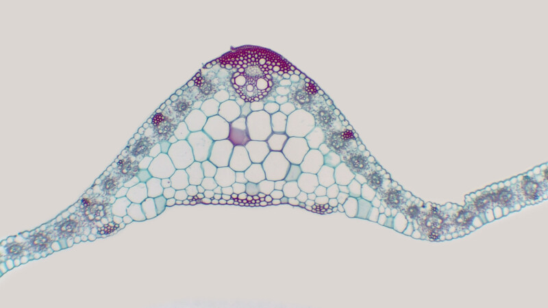 BIC-AF5-Research-on-Plant-Roots-and-Stems-