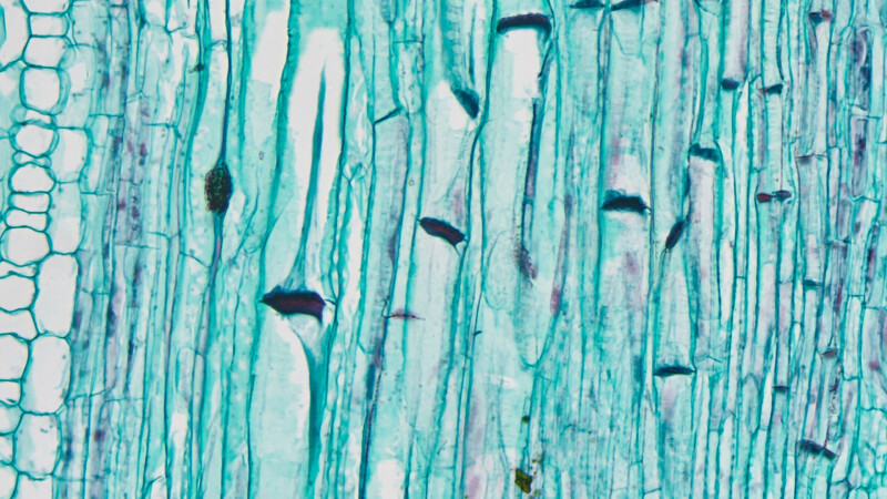 BIC-AF5-Research-on-Plant-Roots-and-Stems